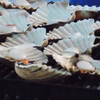 Морские гребешки