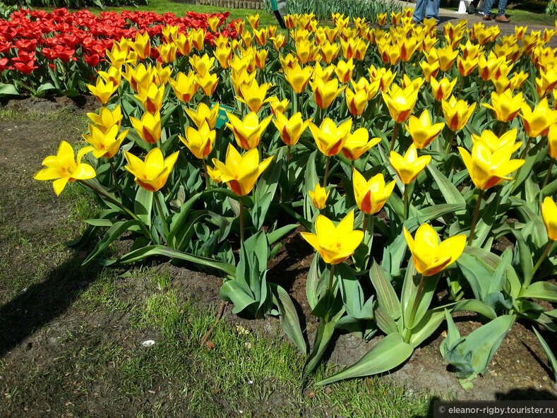 Нидерланды, снова весна, и снова цветы, 2013 год