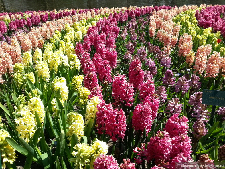Нидерланды, снова весна, и снова цветы, 2013 год