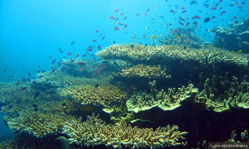 Моалбоал, барьерный риф
