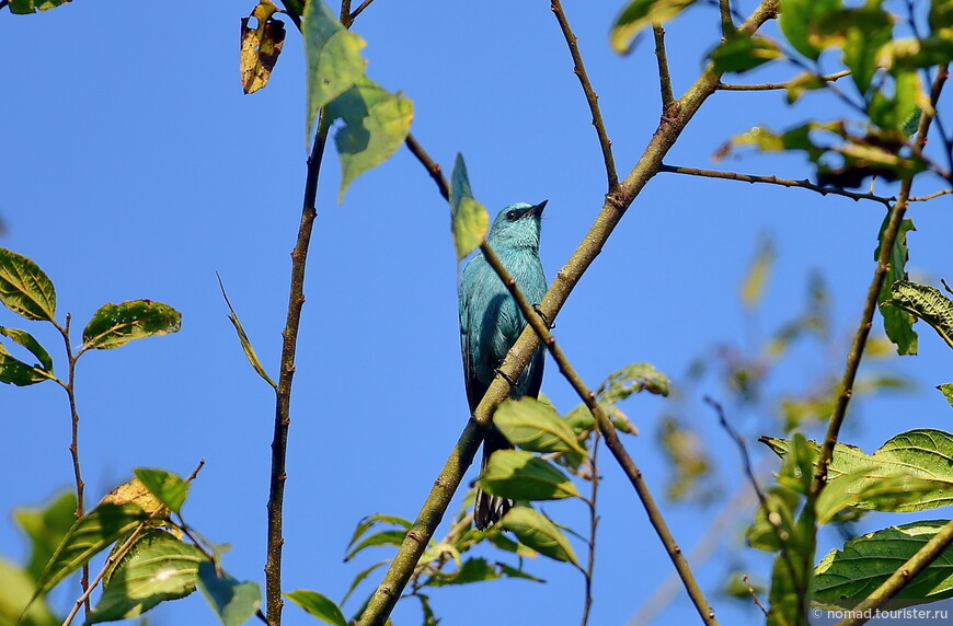 Вердитерова лазурная мухоловка, Eumyias thalassinus thalassinus, Verditer Flycatcher