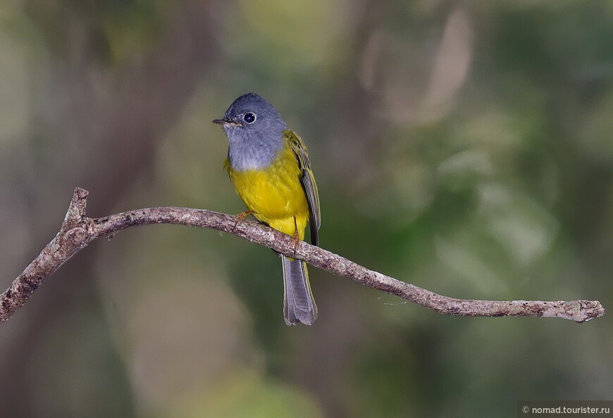 Сероголовая комароловка, Culicicapa ceylonensis calochrysea, Grey-headed Canary-flycatcher