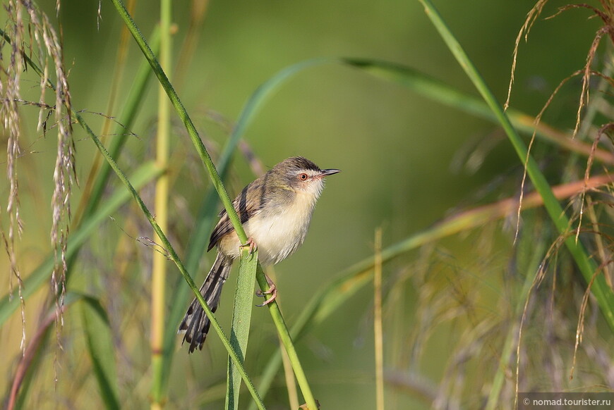 Буроголовая приния, Prinia inornata herberti, Plain Prinia