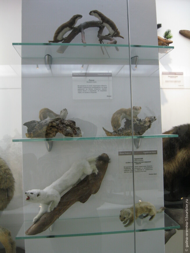 Минералы, ископаемые мамонты, птицы и животные