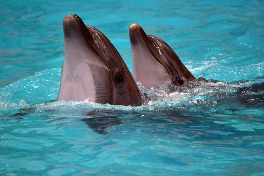 Дельфинарий в Геленджике