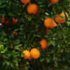 Апельсиновые рощи. Выездная экскурсия из Валенсии 