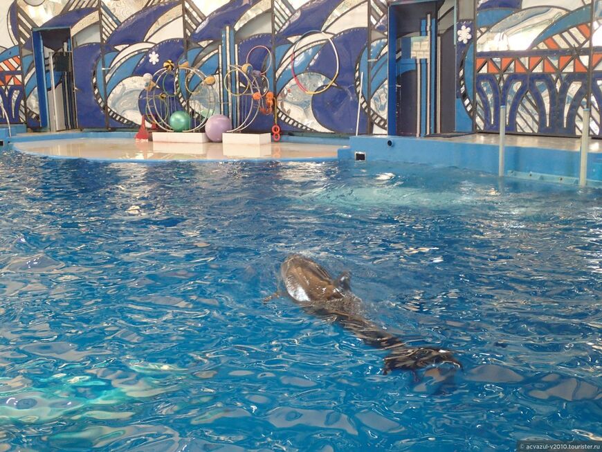 Большой Сочинский дельфинарий