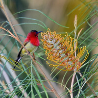 Желтоспинная острохвостая нектарница, Aethopyga siparaja, Crimson Sunbird
