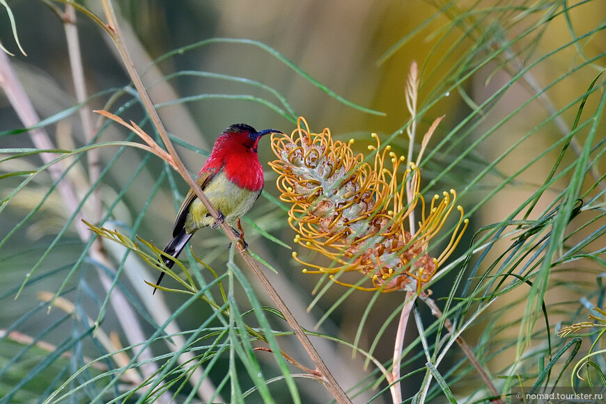 Желтоспинная острохвостая нектарница, Aethopyga siparaja, Crimson Sunbird
