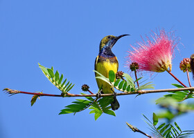 Желтобрюхая нектарница, Cinnyris jugularis, Olive-backed Sunbird