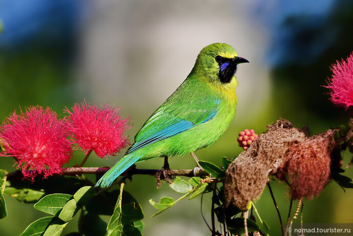 Синекрылая листовка, Chloropsis cochinchinensis, Blue-winged Leafbird 