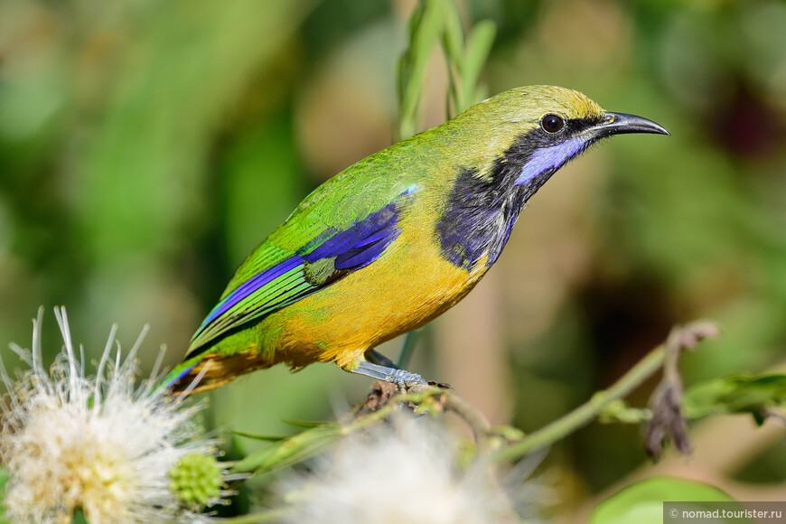 Оранжевобрюхая листовка, Chloropsis hardwickii, Orange-bellied Leafbird