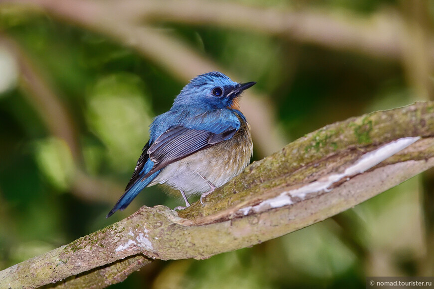 Голубая мухоловка-циорнис Тикела, Cyornis tickelliae, Tickell's Blue Flycatcher