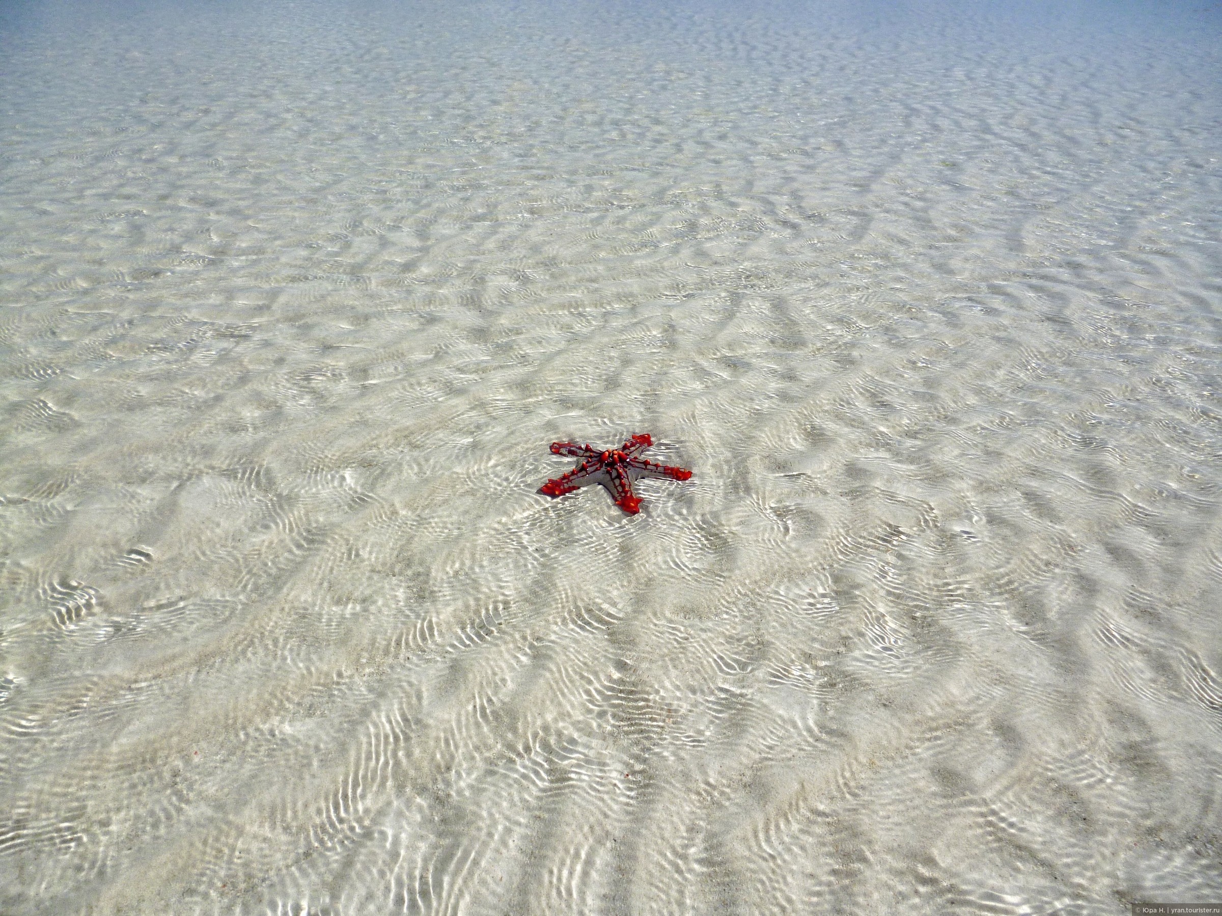 Занзибар морские звезды