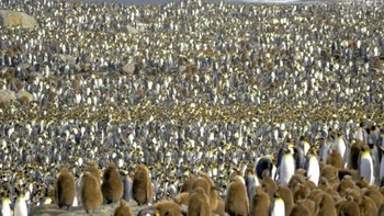 «Суперколонию» из полутора миллионов пингвинов обнаружили в Антарктиде