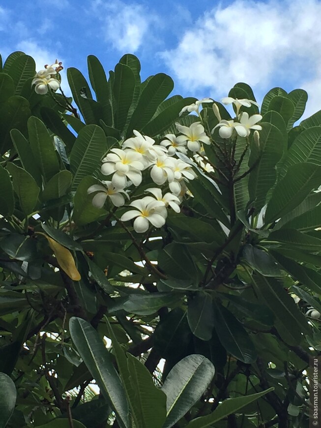 Оаху, Гавайи — остров где цветы растут на деревьях. Пёрл Харбор.