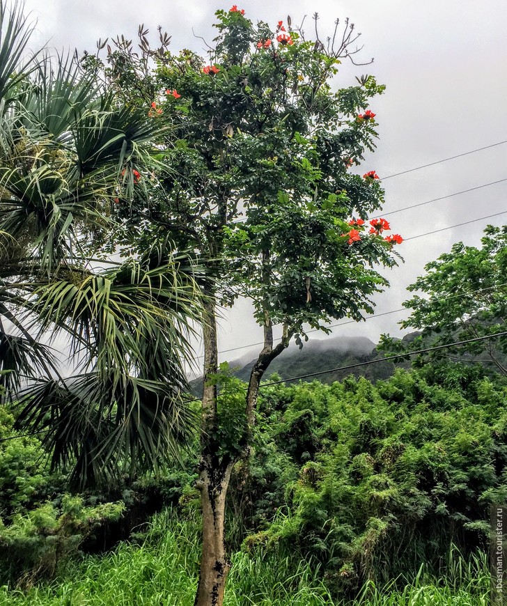 Оаху, Гавайи — остров где цветы растут на деревьях. Долина храмов.