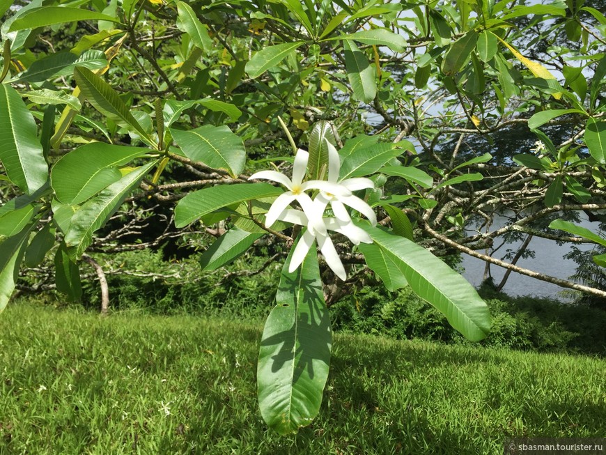 Оаху, Гавайи — остров где цветы растут на деревьях. Долина храмов.