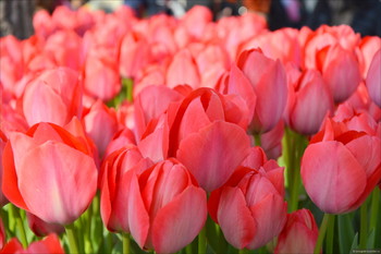 В Крыму пройдёт парад тюльпанов и выставка цветов 