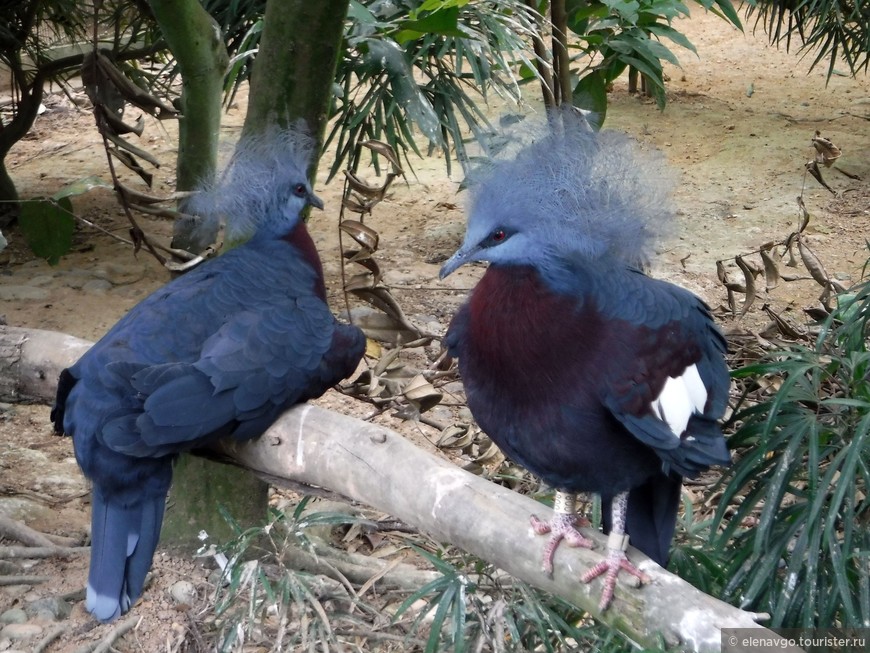 Часть 3. Китайский новый год. Парк птиц Jurong Bird Park. Haw par villa. Остров Сентоза,  «Шоу Танцующих кранов»