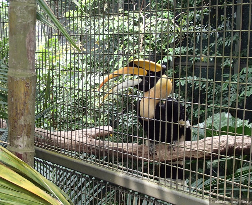 Часть 3. Китайский новый год. Парк птиц Jurong Bird Park. Haw par villa. Остров Сентоза,  «Шоу Танцующих кранов»
