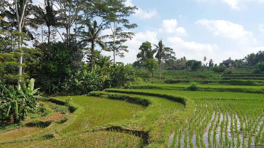 Рисовые террасы Тегаллаланг