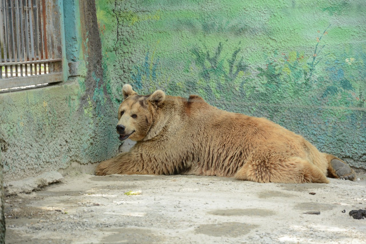 Ростовский зоопарк животные