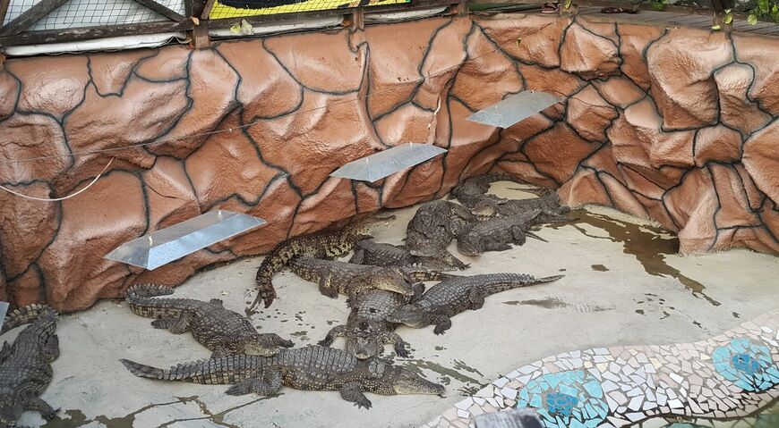 Ферма крокодилов в Анапе
