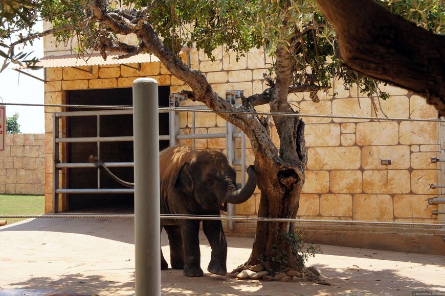 Зоопарк в Пафосе (Pafos Zoo)