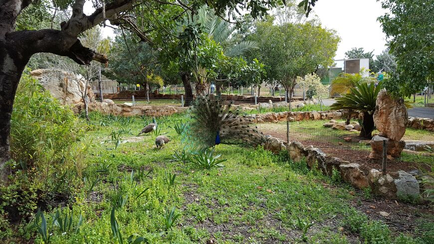 Зоопарк в Пафосе (Pafos Zoo)