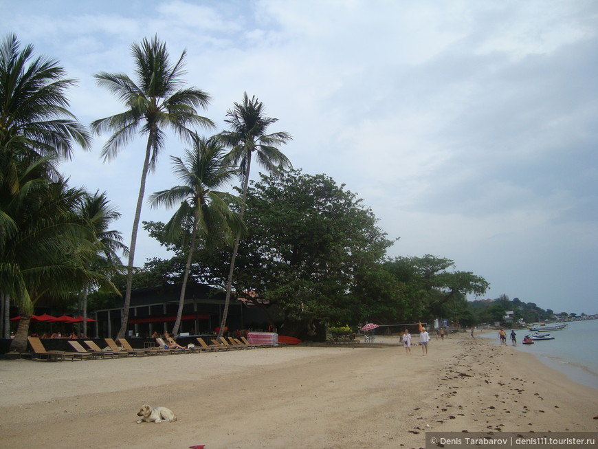 Часто на пляжах Таиланда можно увидеть собак, беззаботно лежащих на песочке 