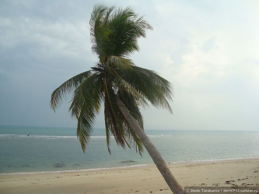 Не мог не сфотографировать! Одинокая пальма и океан!