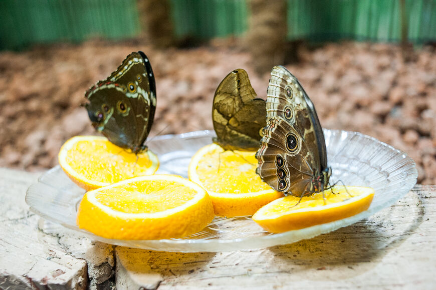 Парк бабочек и контактный зоопарк в Казани