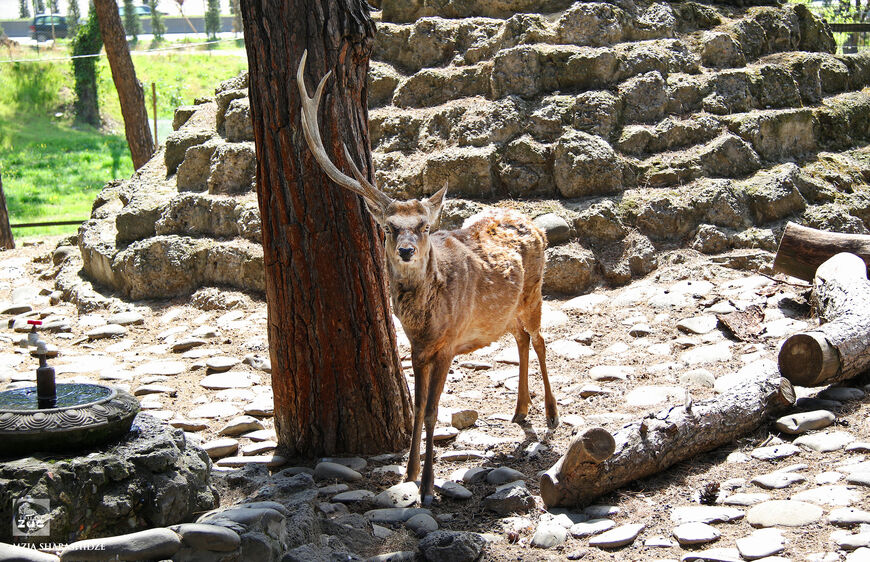 Зоопарк Тбилиси