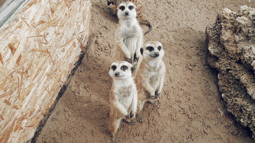 «Удивительный зоопарк» в Казани
