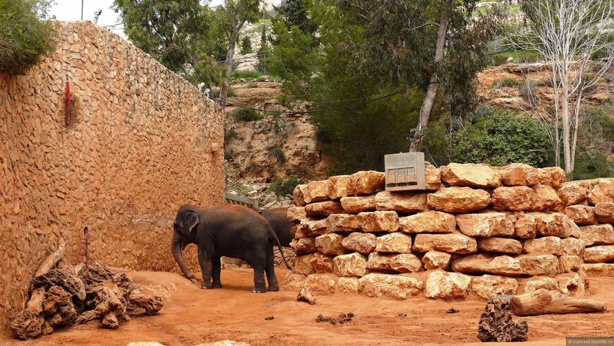Иерусалимский библейский зоопарк (Зоологические сады семьи Тиш в Иерусалиме)