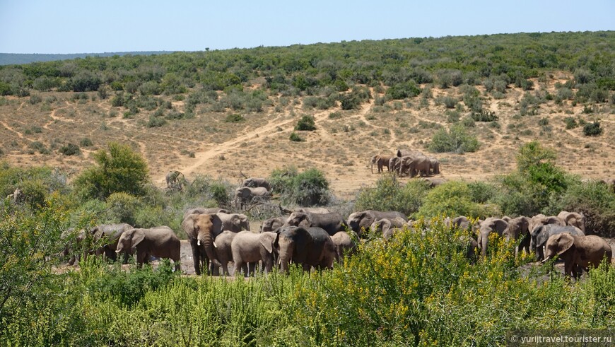 Первый водоем, к которому приходят слоны, находится в ста метрах от инфоцентра парка