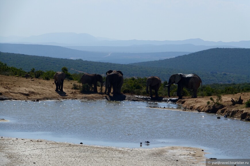 Сафари в Национальном парке Аддо в ЮАР