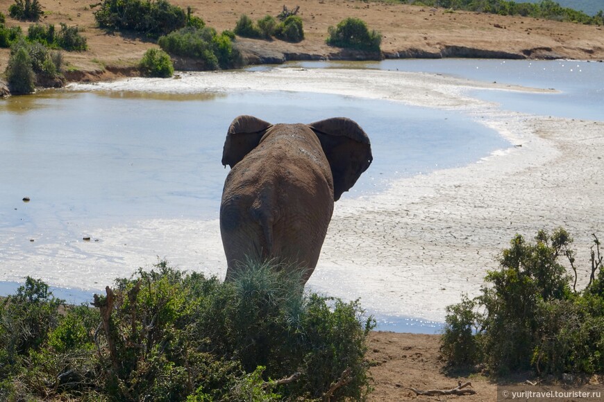 Сафари в Национальном парке Аддо в ЮАР