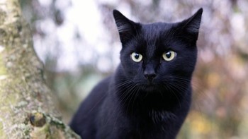 Ростуризм советует туристам в Швеции избегать контакта с котами  