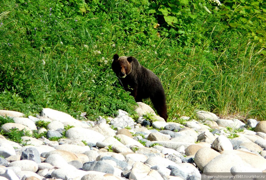 Медведь в прибрежной зоне на Тонино-Анивском полуострове. Фото июль 2010