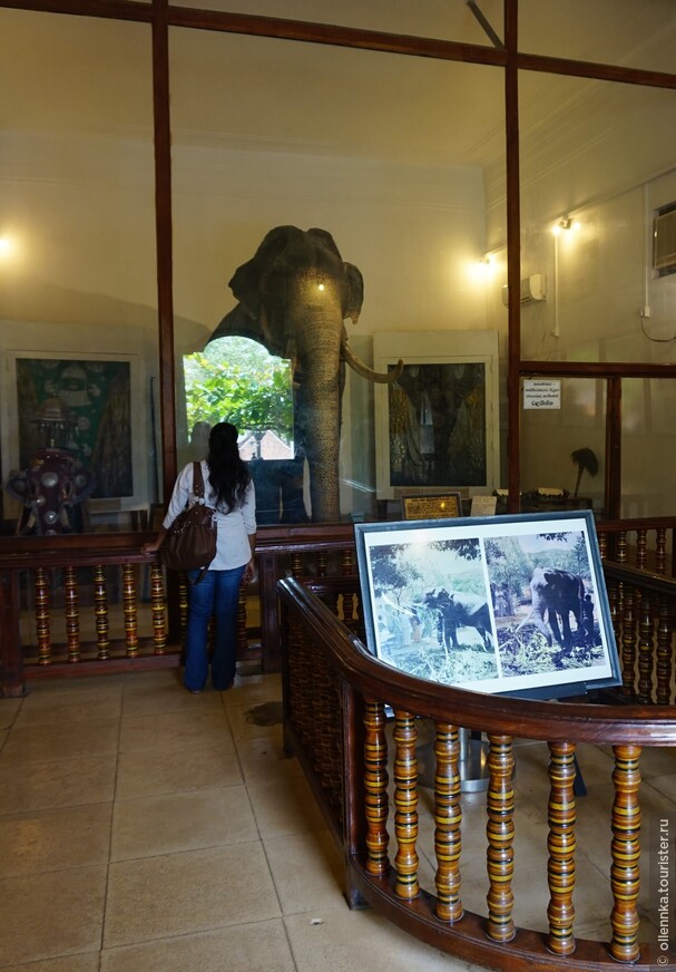 Канди. Канди. Дворцово-храмовый комплекс. Музей слона Раджи.
