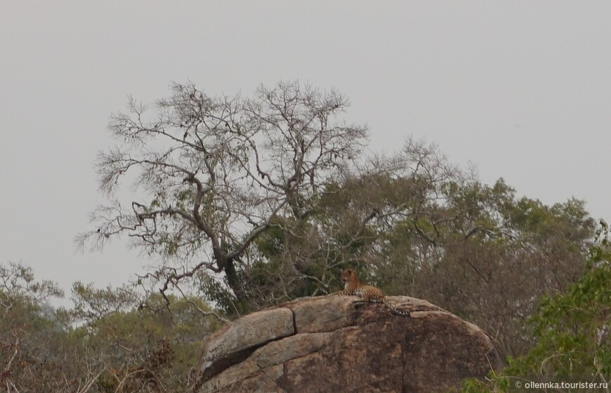 Национальный парк Яла. Леопард соизволил показаться туристам.