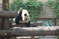 Большая панда в Пекинском зоопарке