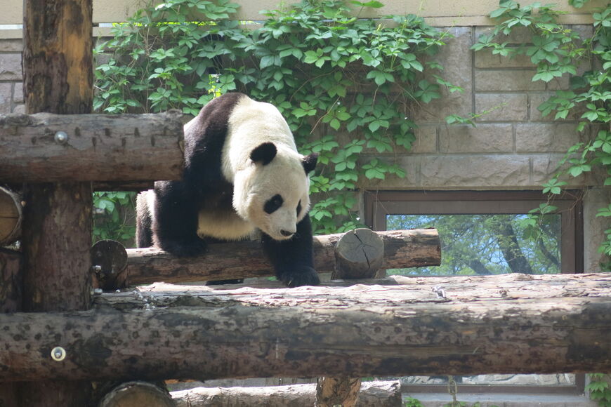 Большая панда в Пекинском зоопарке