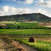 виноградники Brunello di Montalcino