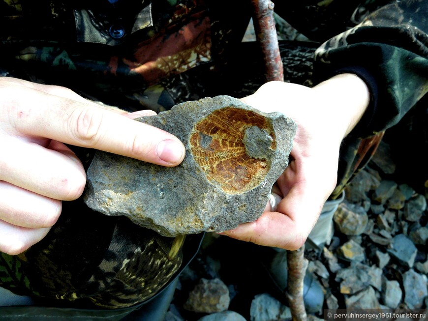Отпечатки окаменелых моллюсков красноярковской свиты ниже порогов