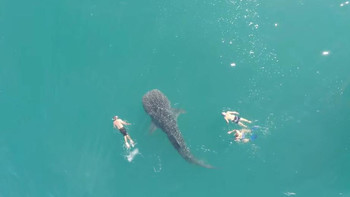 В Мексике туристы совершили заплыв с гигантской китовой акулой (видео)