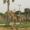 Dubai Safari Park - Дубай Сафари Парк
