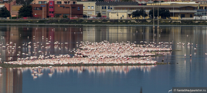 В поисках розовых фламинго на Сардинии. Прогулка по парку-заповеднику Молентарджус в Кальяри.